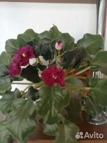 Сортовые фиалки