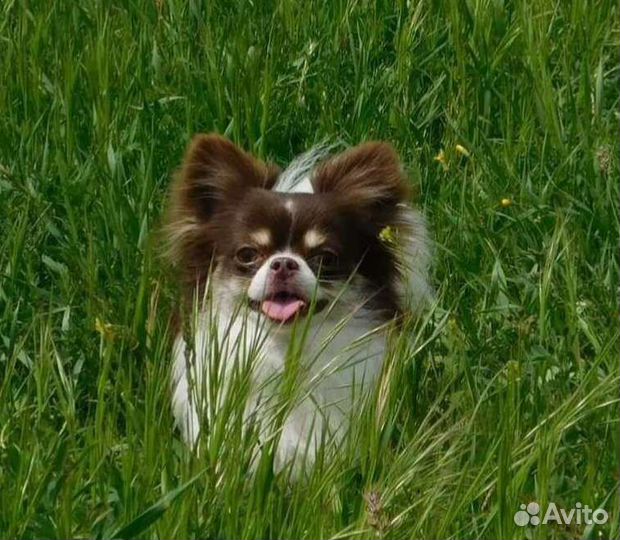 Чихуахуа кобель для вязки