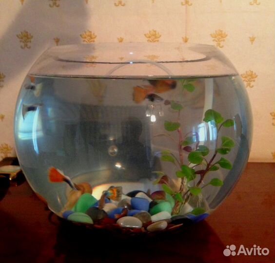Круглый Аквариум 12 л, рыбки, декор и др., такси