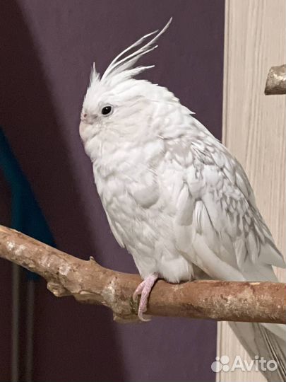 Потерялся попугай