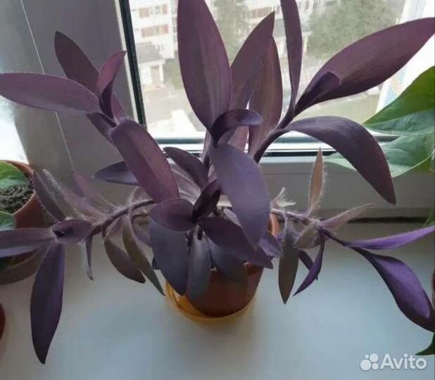 Традесканция фиолетовая