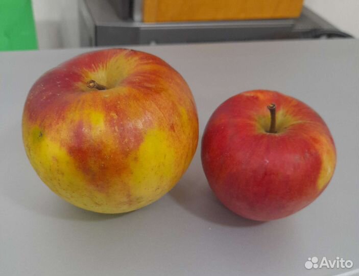 Яблоки дачные сочные