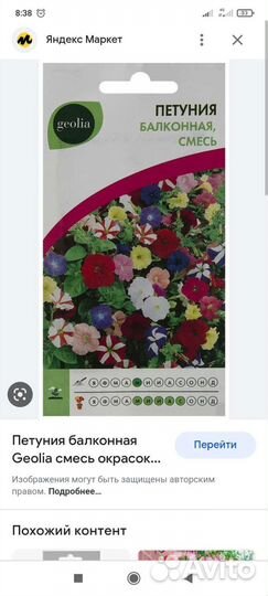 Рассада петунии балконной