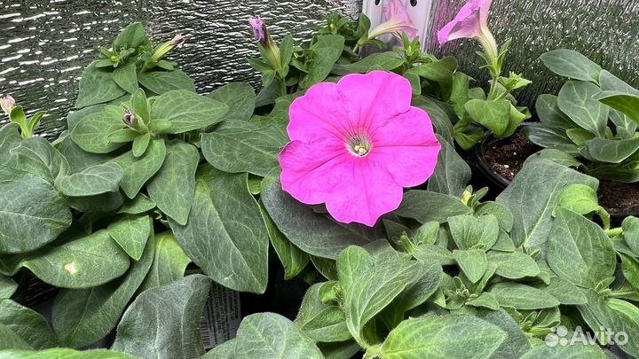 Рассада петунии и калибрахоа