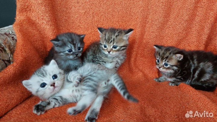 Персидские котята