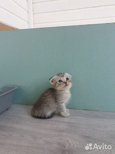 Шотландские котята