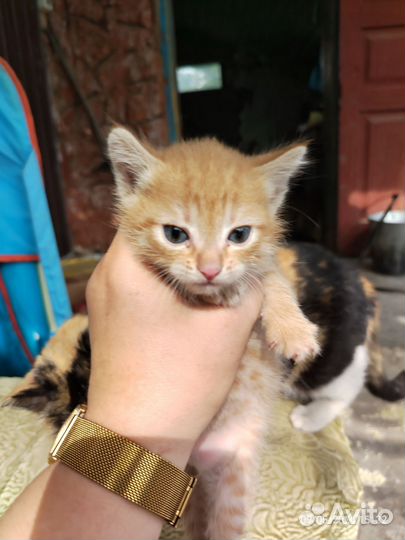 Отдам бесплатно