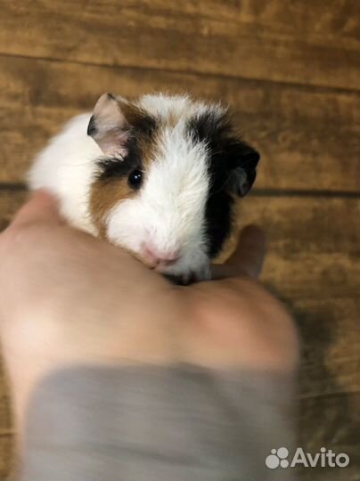 Морские свинки.1-2 мес. Малыши. Мальчики