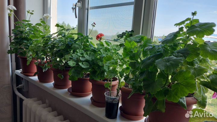 Продам герань