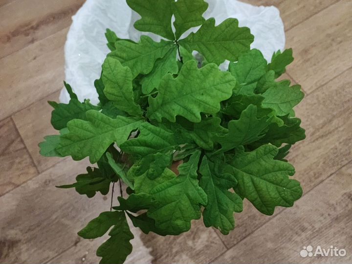 Саженцы дуб