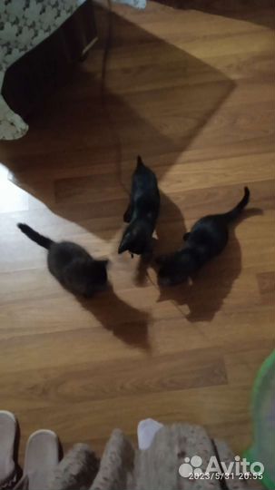 Котята в добрые руки приучены к лотку