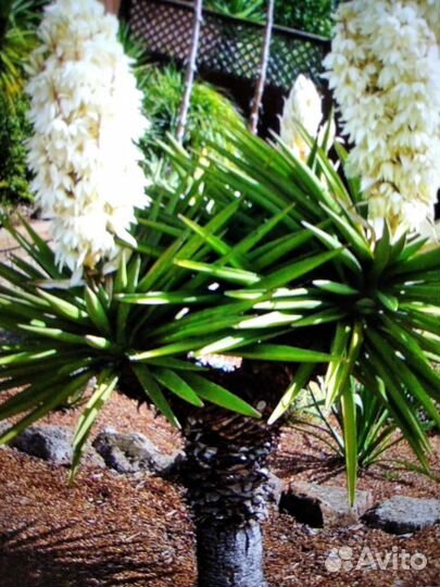 Юкка садовая морозостойкая