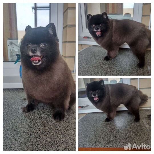 Стрижка собак и кошек
