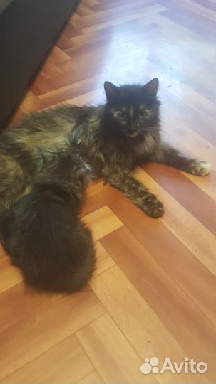 Кошка с котенком в заботливые руки