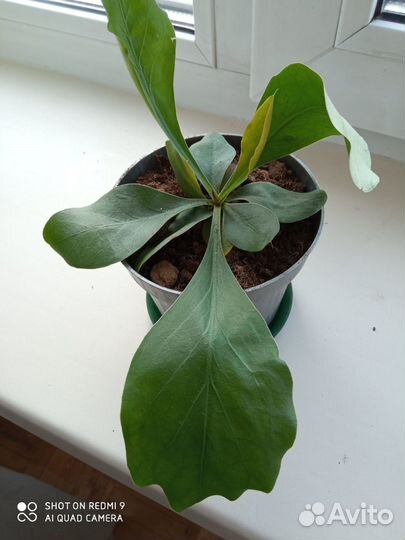 Кермек широколистный