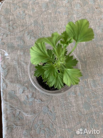 Королевская пеларгония сортовая