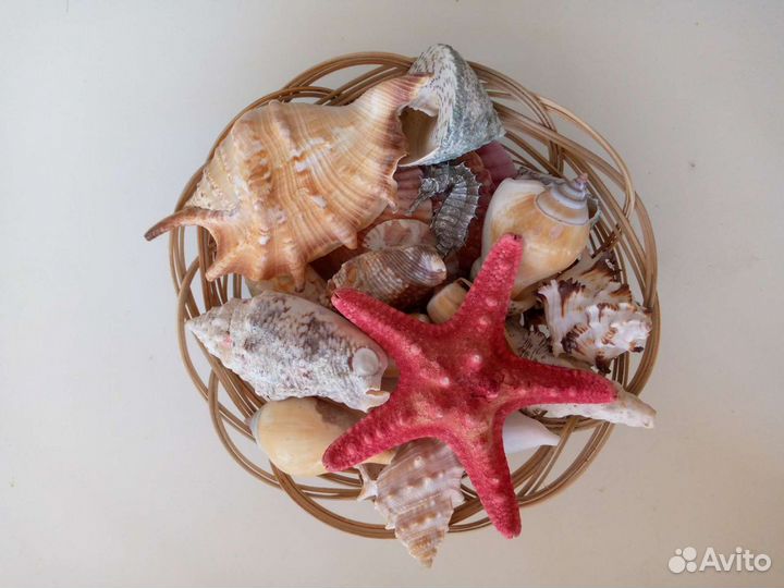Ракушки декоративные в корзине
