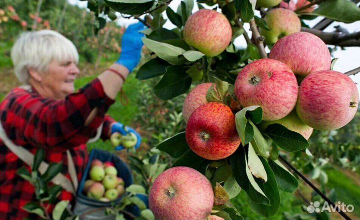 Работник по сборке яблок в саду