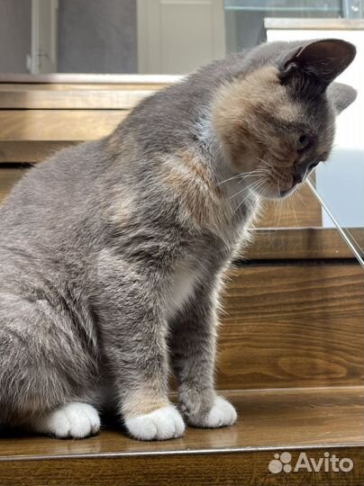 Трехцветная кошка на удачу