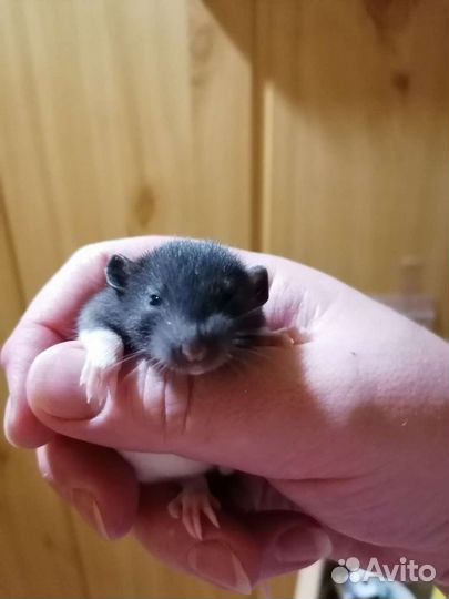 Услуги ратолога онлайн