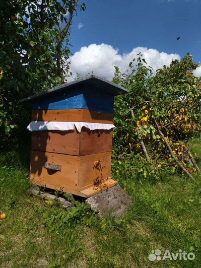 Продам пчёл