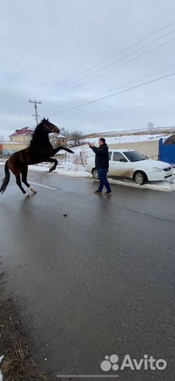 Жеребец врожденный иноходец