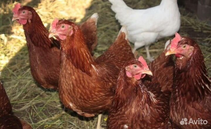 Куры несушки