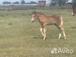 Кобылы с жеребенком