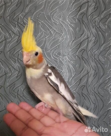Продам ручных птенцов корелл