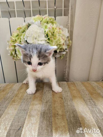 Котятки с анализами в дар