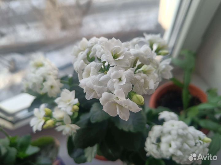 Каланхоэ красный, оранжевый, розовый