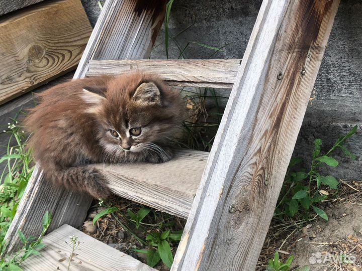 Кошки в добрые руки