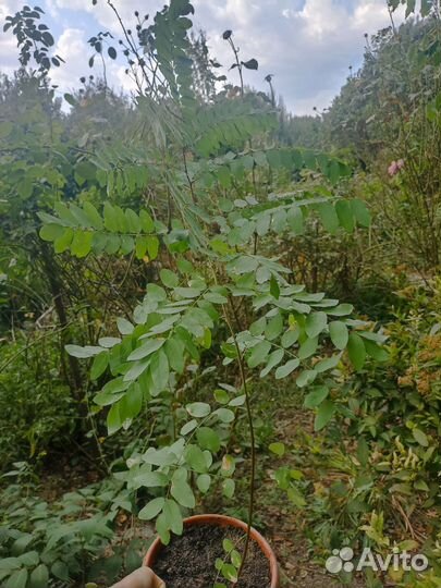 Альбиция ленкоранская