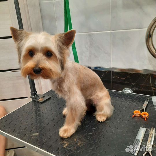 Услуги грумера