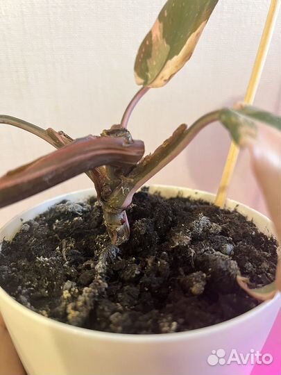 Филодендроны