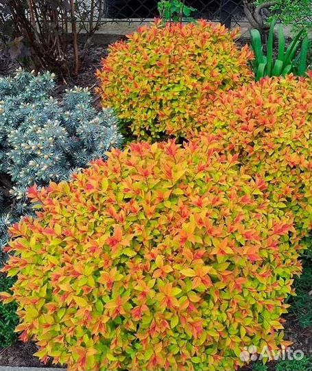 Спирея японская Фаерлайт Макрофила, пузыреплодник