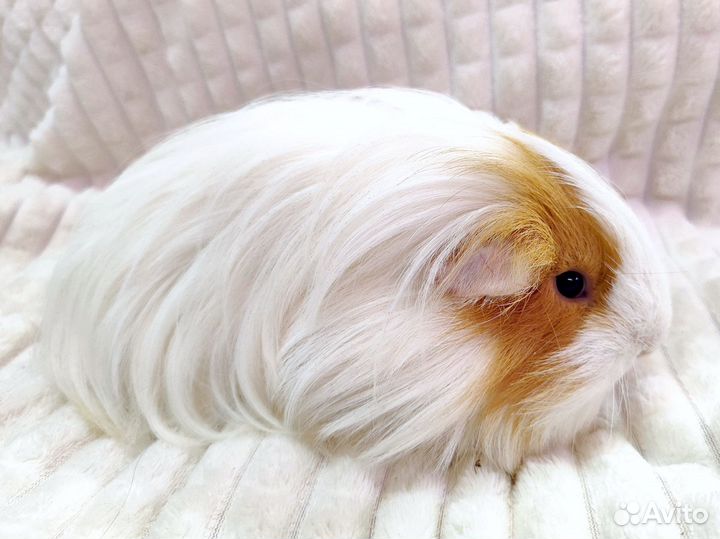 Морская свинка. Молодой самец шелти