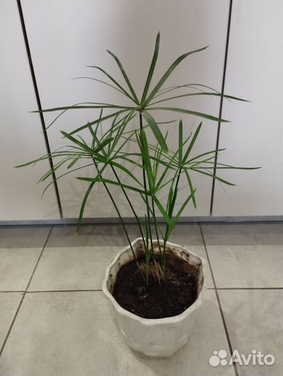 Циперус-красивое неприхотливое растение