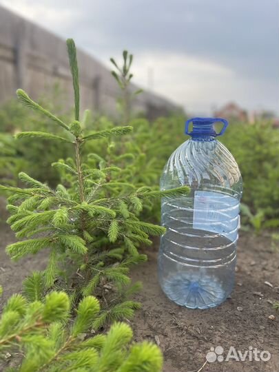 Ель саженцы