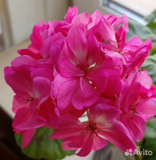 Цветы комнатные