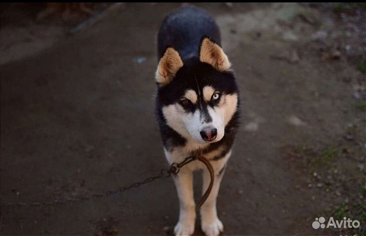 Сибирский хаски