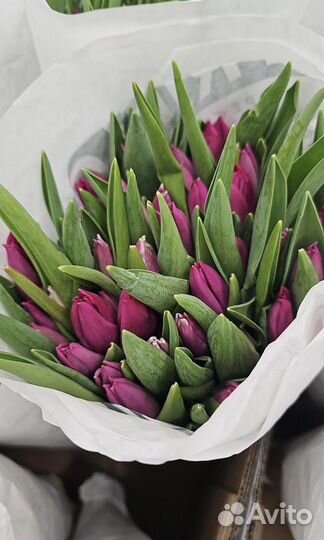 Тюльпаны корпоративные к 8 марта