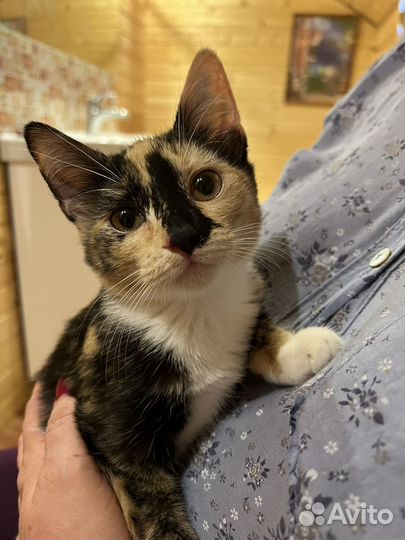 Котята в хорошие руки