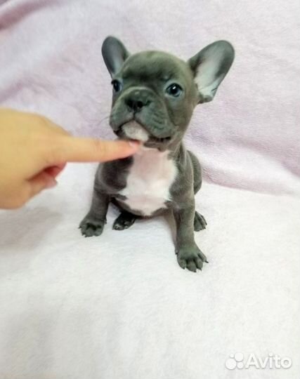 Голубые Щенки