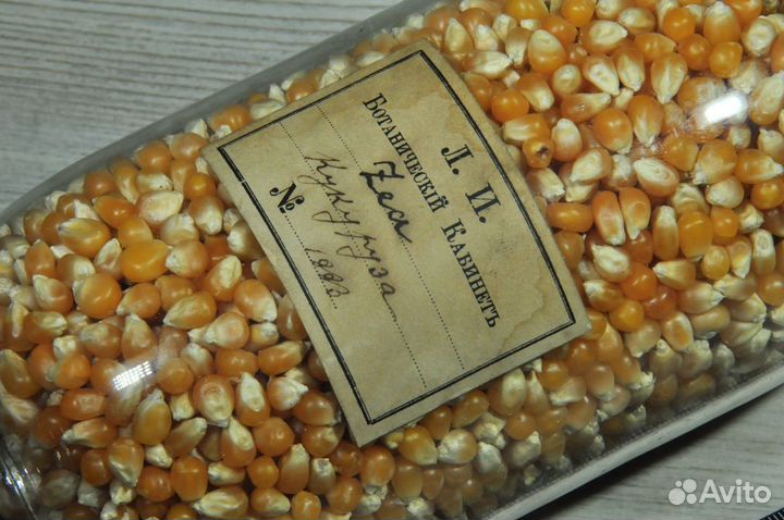 Царское учебное пособие:кукуруза, Лесной Институт