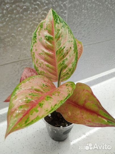 Аглаонема Prakay Petch