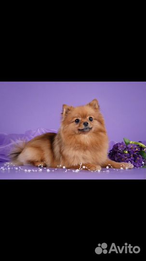 Стрижка йорков, шпицев