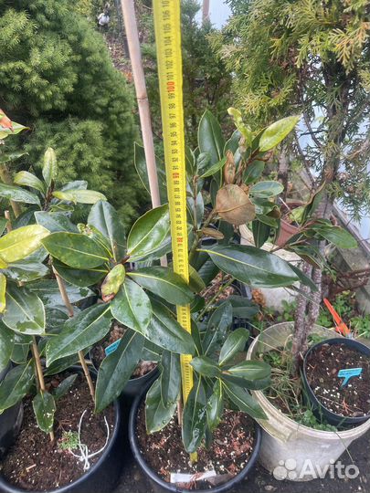 Магнолия вечнозеленая (грандифлора)