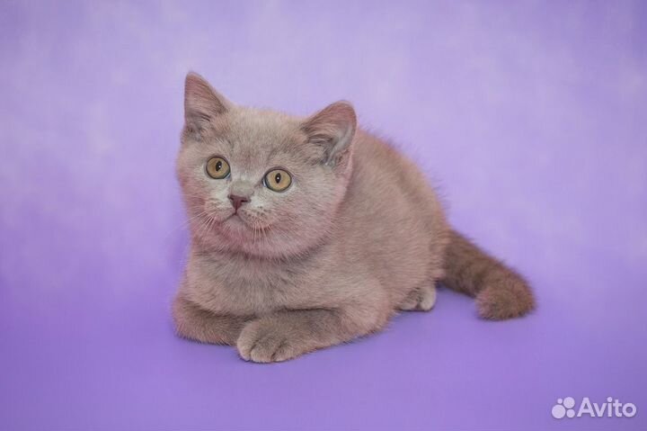 Британские Котята золотая шиншилла-Сима