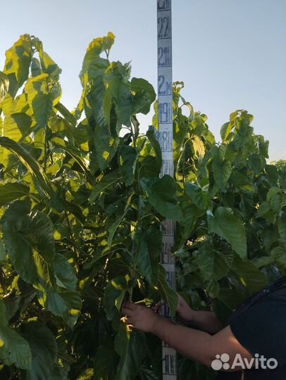 Саженцы декоративных деревьев